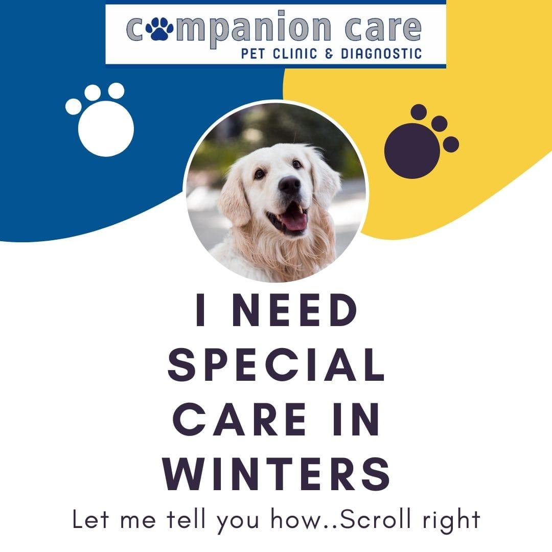 Pet Care Image 5